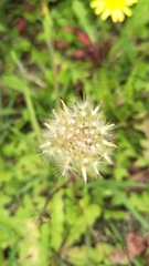 Taraxacum formosanum