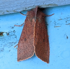 Orthosia transparens