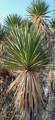 Yucca periculosa