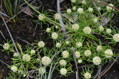 Siloxerus filifolius