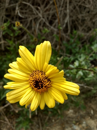 iNaturalist observation photo of California brittlebush