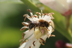 Hymenoptera