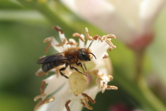 Hymenoptera