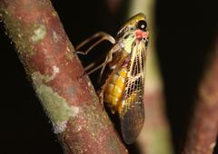 Scaralis semilimpida