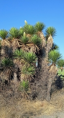 Yucca periculosa