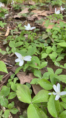 Anemonoides quinquefolia