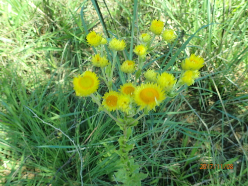Image of Helichrysum ruderale by no rights reserved