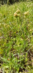 Plantago afra