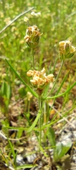 Plantago afra