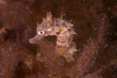 Short-Snouted Seahorse photo 5