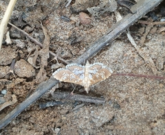 Sameodes cancellalis