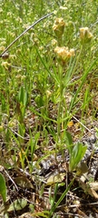 Plantago afra