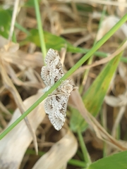 Sameodes cancellalis