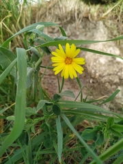 Calendula arvensis