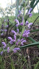 Salvia sclareoides