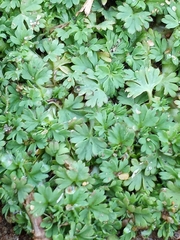 Alchemilla australis