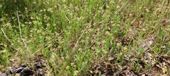 Plantago afra