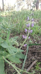 Salvia sclareoides