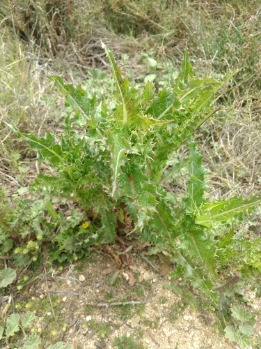 iNaturalist observation photo of prickly sowthistle