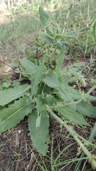 Salvia sclareoides