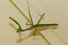Stagmatoptera supplicaria