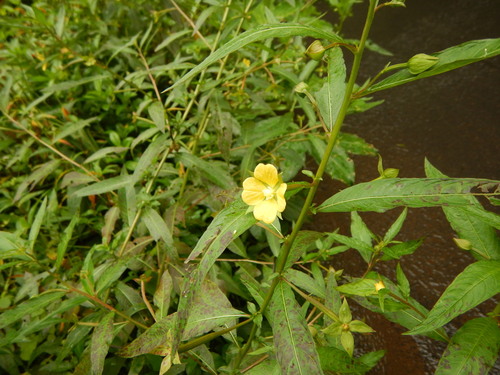 Ludwigia octovalvis observed 2021-03-09