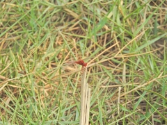 Crocothemis servilia