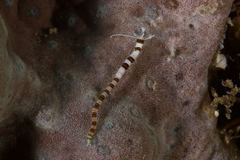 Proceraea