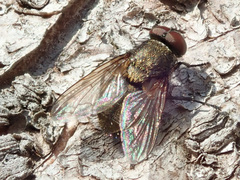 Pollenia rudis