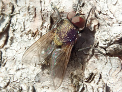Pollenia rudis