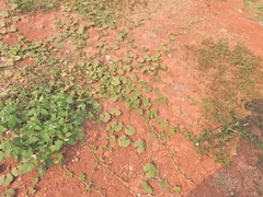 Trichosanthes scabra