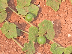 Trichosanthes scabra
