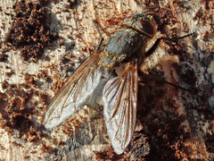 Pollenia rudis