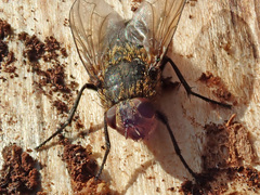 Pollenia rudis