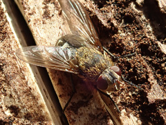 Pollenia rudis