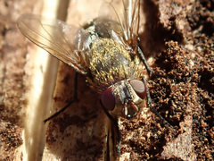 Pollenia rudis