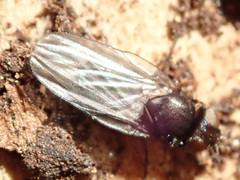 Earomyia lonchaeoides
