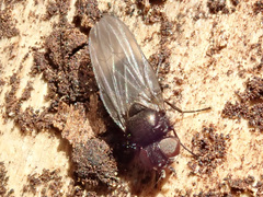 Earomyia lonchaeoides