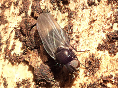 Earomyia lonchaeoides