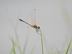 Trithemis pallidinervis
