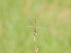 Trithemis pallidinervis