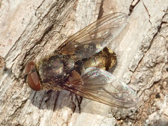 Pollenia rudis