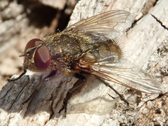 Pollenia rudis