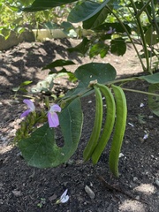 Canavalia ensiformis