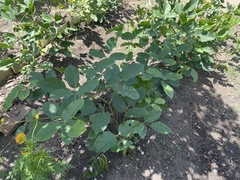 Canavalia ensiformis