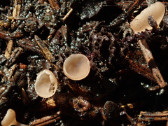 Ciboria coryli