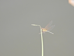 Trithemis pallidinervis