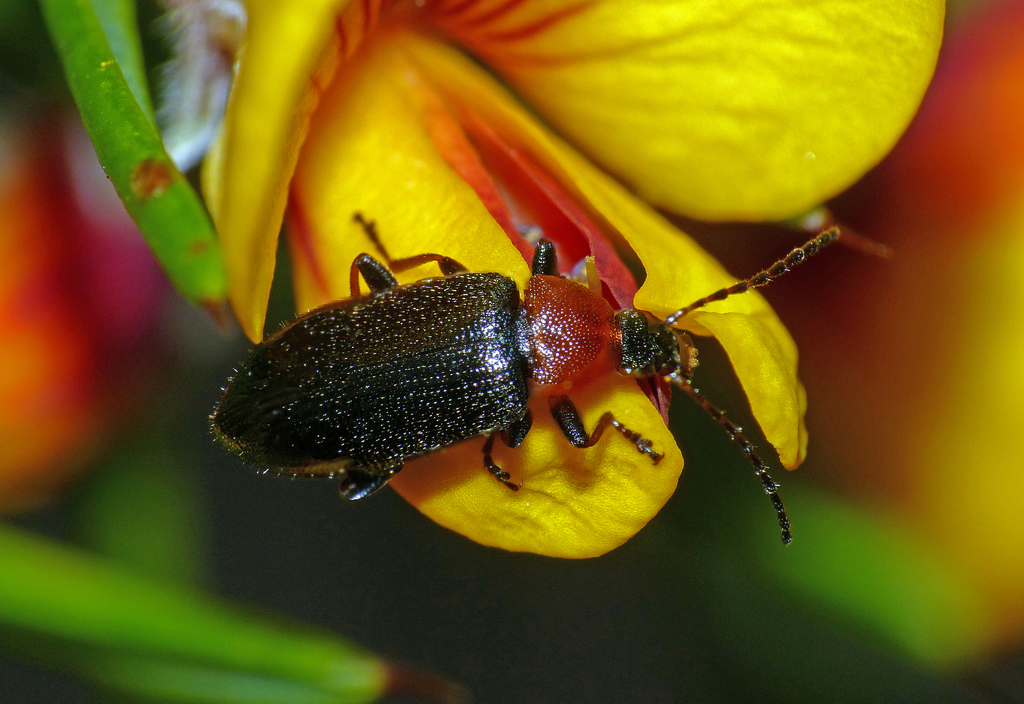 Atoichus