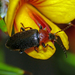 Atoichus bicolor - Photo (c) Simon Grove, some rights reserved (CC BY-NC), uploaded by Simon Grove