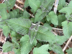 Monarda didyma